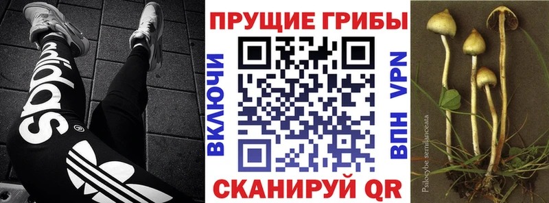 Купить  Малоярославец  Псилоцибиновые грибы мухоморы 